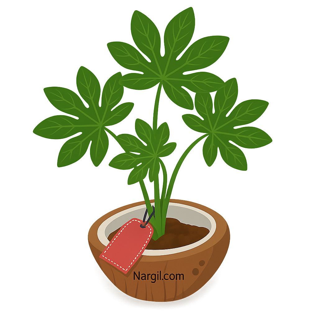  Nargil - Fatsi or Japanese Aralia